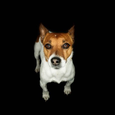 Siyah stüdyo arka planında halka ışığı olan genç Jack Russell Terrier 'in portresi.