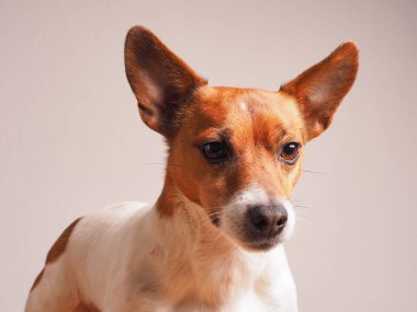 Jack Russell Terrier 'ın parlak bir stüdyo arka planındaki portresi.