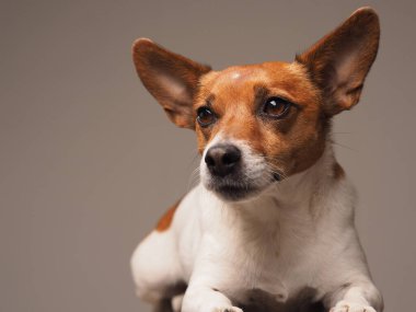 Jack Russell Terrier 'in portresi. Sade bir stüdyo arka planında. Mesaj için yeri var.
