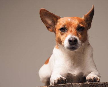 Jack Russell Terrier 'in portresi. Sade bir stüdyo arka planında. Mesaj için yeri var.