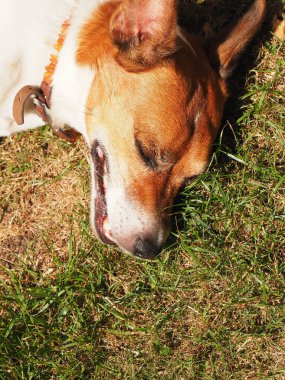 Jack Russell Terrier sıcak güneşin altında bahçede sırıtarak yatıyor. Köpekler için aşırı ısınma tehlikesi, yaz sıcağı.