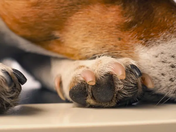 ジャック ラッセル テリアの爪 犬の爪のケアのコンセプト 前景に選択的な焦点 — ストック写真