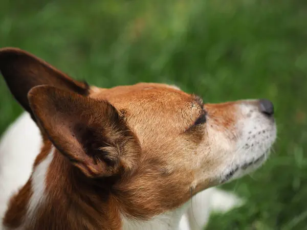Big ears of a cute Jack Russell Terrier in the garden, ear problems or ear care concept, hearing loss concept