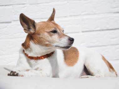 Yaşlı Jack Russell Terrier düşünceli görünüyor. Bir köpek geleceğini mi yoksa yaşını mı düşünür? Metin için alanı olan köpek portresi