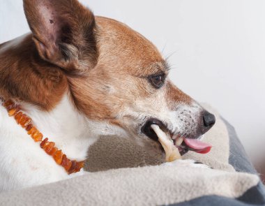 Yaşlı Jack Russell Terrier dişlerini çiğneme çubuğuyla fırçalamayı sever. Köpek bakımı konsepti.