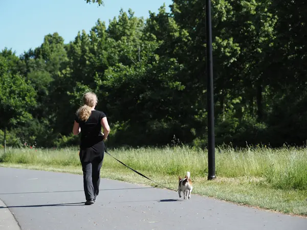 Sportif bir kadın parkta Jack Russell Terrier 'ıyla koşuyor. Sağlıklı bakım veya arkadaşlık konsepti.