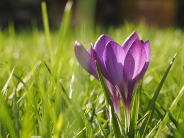 Güneşli bir kış gününde bahçedeki çimlerde güzel Crocus 'ları kapatın.