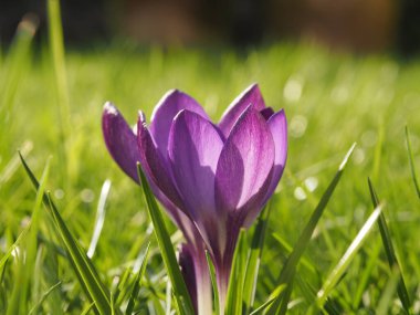 Güneşli bir kış gününde bahçedeki çimlerde güzel Crocus 'ları kapatın.