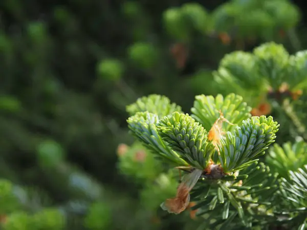 Close Van Een Dennenboom Teelt Milieubescherming Natuurlijke Achtergrond — Stockfoto