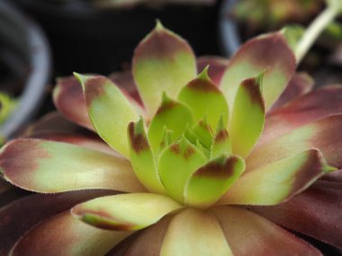 Yeşil çatılar ve kuru taş duvarlar için Sempervivum ideal bitkisinin yakın çekimi!