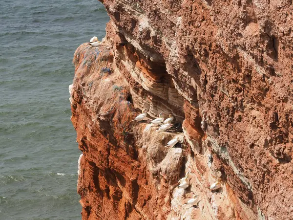 stock image Northern gannet colony on Heligoland on a sunny summer day, close up portrait