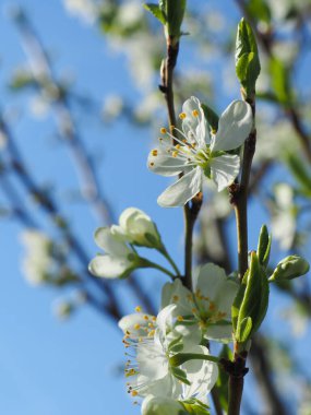 Güzel bir erik ağacının yakınında mavi bir gökyüzünde çiçek açıyor, doğanın güzelliği.