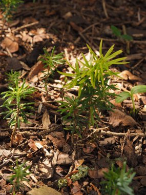 Küçük Kore köknar fideleri çalılıklarda, yarının ormanında, doğayı ve çevreyi koruyor.