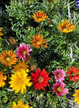Güzel Gazania rijenleri arka plan olarak çeşitli renklerde hazine çiçekleri.