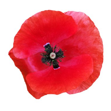 Beyaz arka planda izole edilmiş parlak kırmızı gelincik çiçeği. Üst görünüm