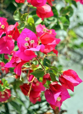 Mor bir bougainvillea çiçeğinin yakın plan ayrıntıları