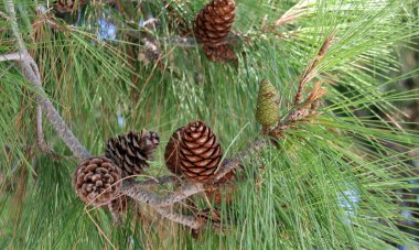 İğneli çam kozalaklarına yakın çekim