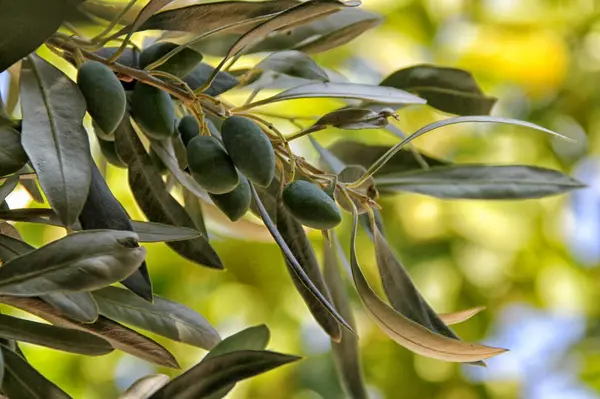 Yeşil zeytinli bir zeytin dalının ayrıntıları