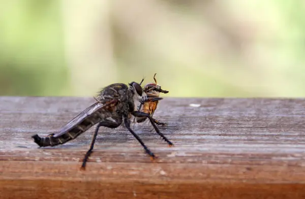 stock image Close up of robber Fly ( Asilidae ) with wasp prey