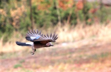 The Eurasian Jay (Garrulus glandarius) in flight clipart