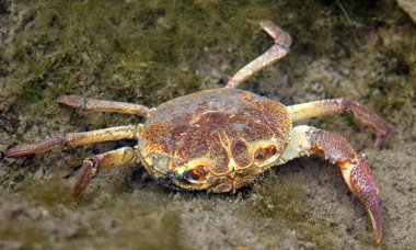 Doğal yaşam alanında Avrupa tatlı su yengeci (Potamon fluviatile) 