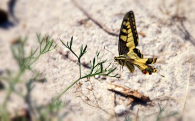 Kırlangıç Kelebek (Papilio machaon) bir yaprağa tünemiştir.