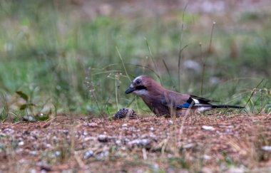  Eurasian Jay (garrulus glandarius) foraging for acorns clipart