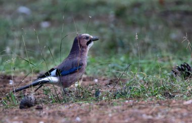  Eurasian Jay (garrulus glandarius) foraging for acorns clipart