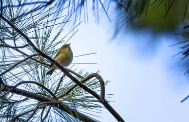 The Common Chiffchaff, (Phylloscopus collybita) bir çam ağacı dalında oturuyor.