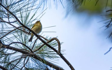 The Common Chiffchaff, (Phylloscopus collybita) bir çam ağacı dalında oturuyor.
