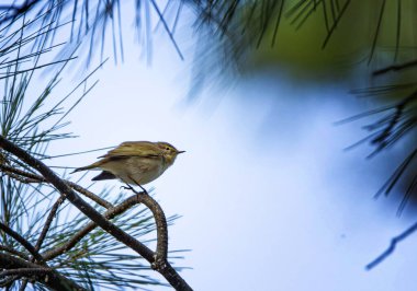 The Common Chiffchaff, (Phylloscopus collybita) bir çam ağacı dalında oturuyor.
