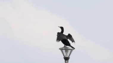Çift tepeli karabatak (Nannopterum auritum) kanadını lamba direğinde kurutan kuş.