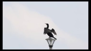 Çift tepeli karabatak (Nannopterum auritum) kanadını lamba direğinde kurutan kuş.