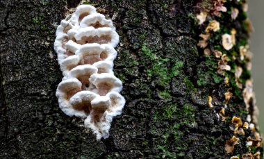 Ağacın gövdesinde yetişen Gloeoporus ikiyüzlülüğünün güzel yakın çekimi