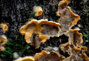 Sahte hindi kuyruğu ve kıllı perde kabuğu denilen Stereum Hirsutum 'un yakın çekimi.