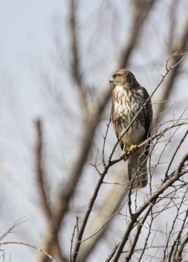 Kış mevsiminde dalda oturan yaygın akbaba (Buteo buteo)