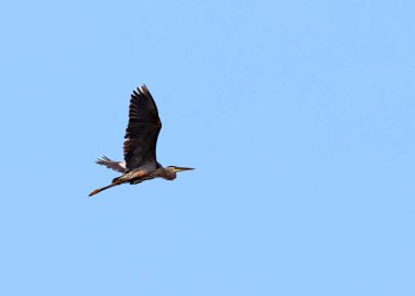 Mavi gökyüzünde uçan büyük bir mavi balıkçıl