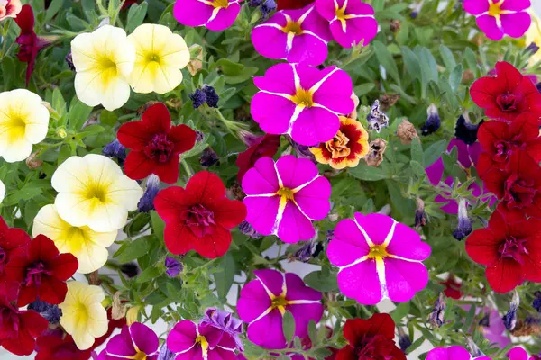 Arkaplan olarak renkli petunya çiçekleri (petunya nyctaginiflora)