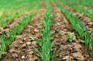 Tarlada filizlenen bahar arpaları