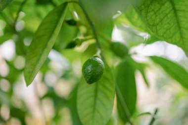 Yeşil bir ağaç üzerinde limonu