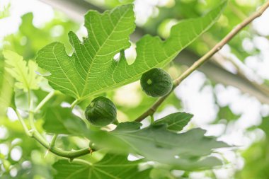 Ağaçtaki incir meyveleri. Bulanık yeşil arkaplan