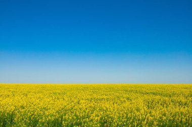 Mavi gökyüzüne karşı sarı kanola tarlası.