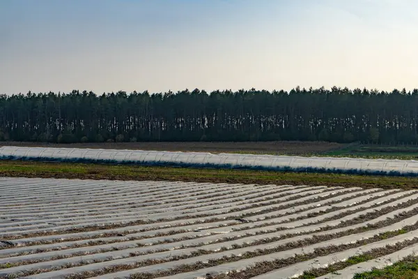 Field of crops  protected from the frost by layers of polythene wrapping.
