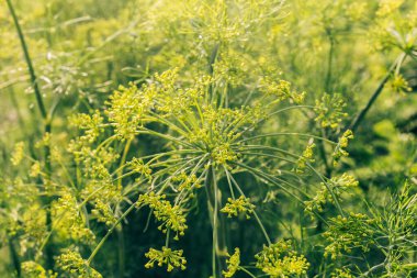 Güneşli bir günde tohumlarla dolu olgun dereotları