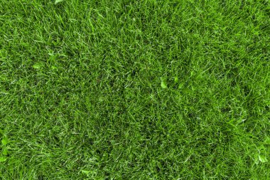 Parkın dokusunda taze yeşil çimen