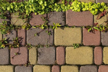 Parktaki kaldırım taşının sabah manzarası