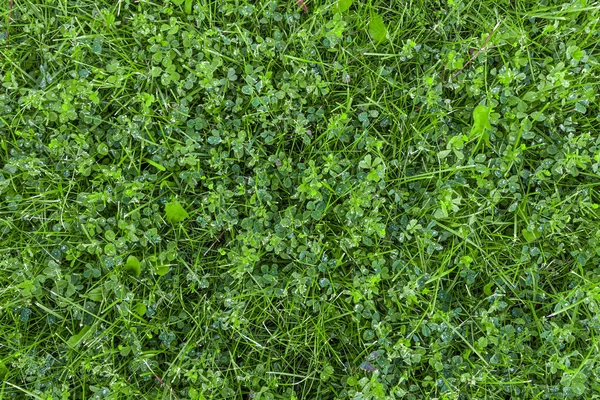 Herbe Verte Fraîche Dans Texture Parc — Photo