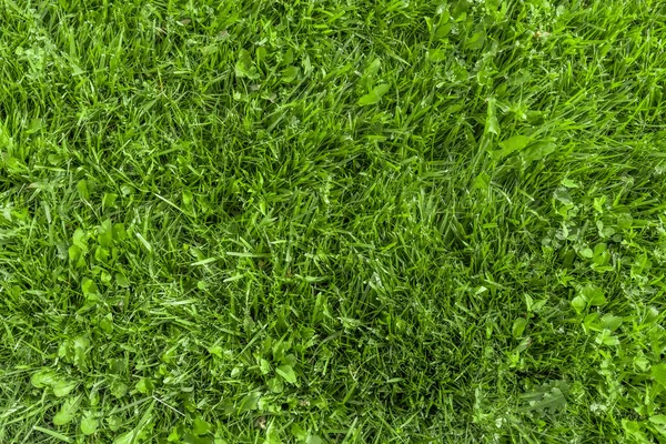 Frisches Grünes Gras Park — Stockfoto