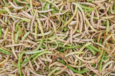 Olgun fasulye kabukları. Kapat, üst görünüm.