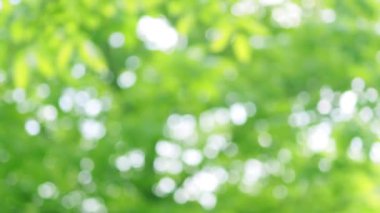 Bulanık yeşil arkaplan. Ağaç yapraklarının arasından süzülen parlak güneş ışınları huzur verici ve sakinleştirici bir etki yaratıyor.